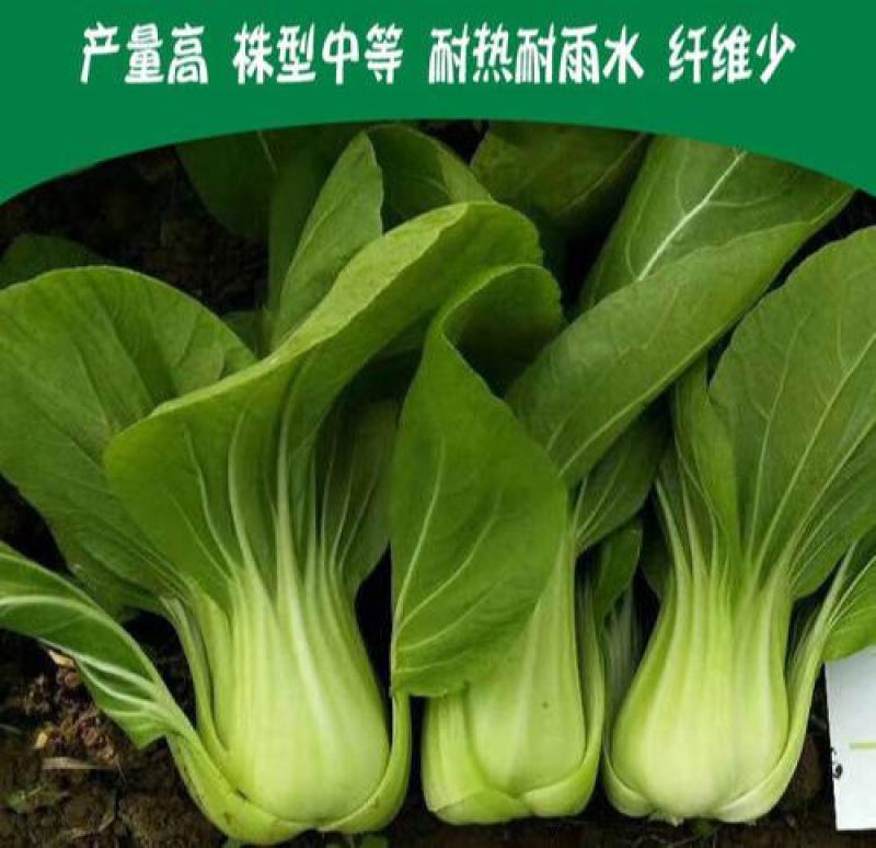 华王青梗菜种菜籽蔬菜种子耐热抗病高产生长快速青菜快菜种孑