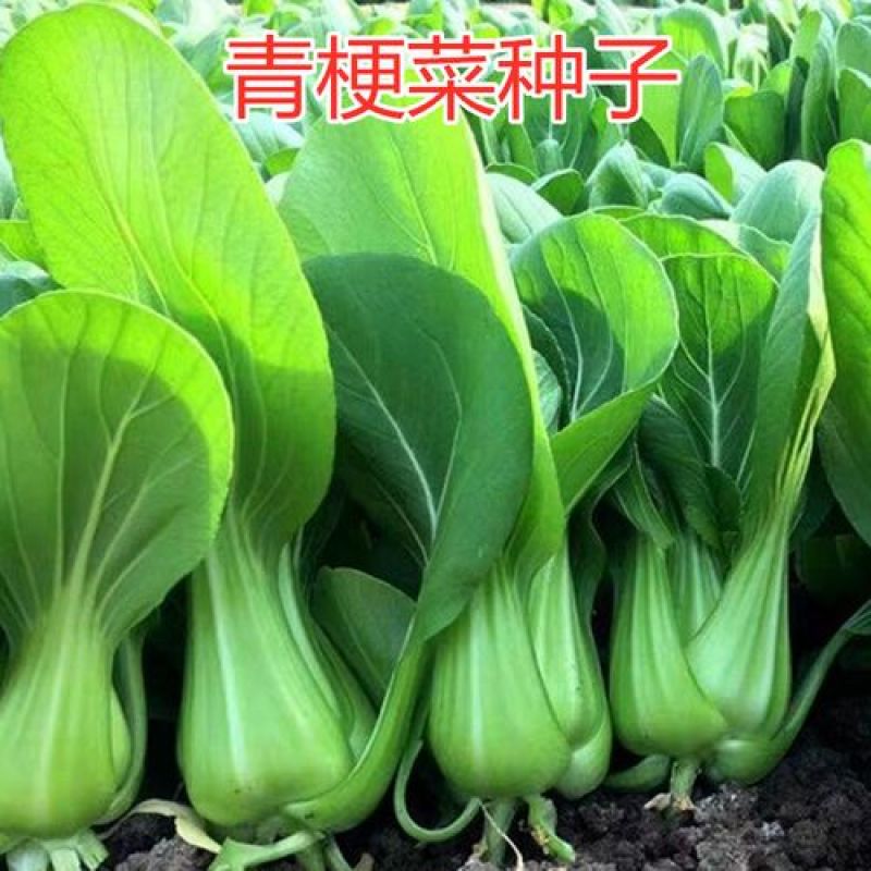 华王青梗菜种菜籽蔬菜种子耐热抗病高产生长快速青菜快菜种孑