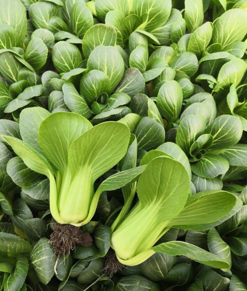 华王青梗菜种菜籽蔬菜种子耐热抗病高产生长快速青菜快菜种孑