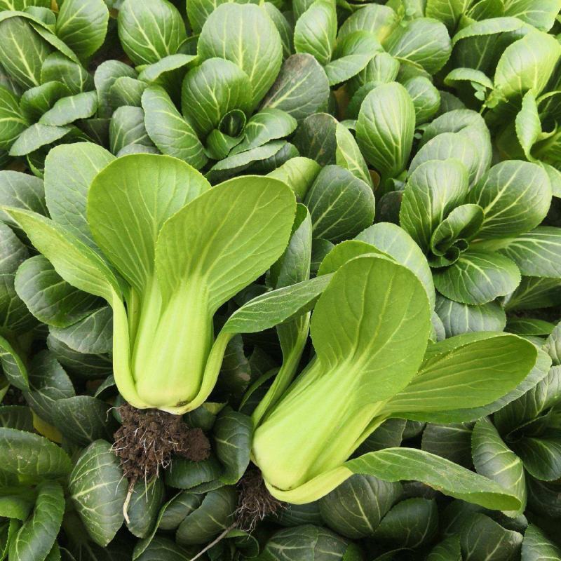 华王青梗菜种菜籽蔬菜种子耐热抗病高产生长快速青菜快菜种孑