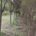 8到12公分红叶李和樱花