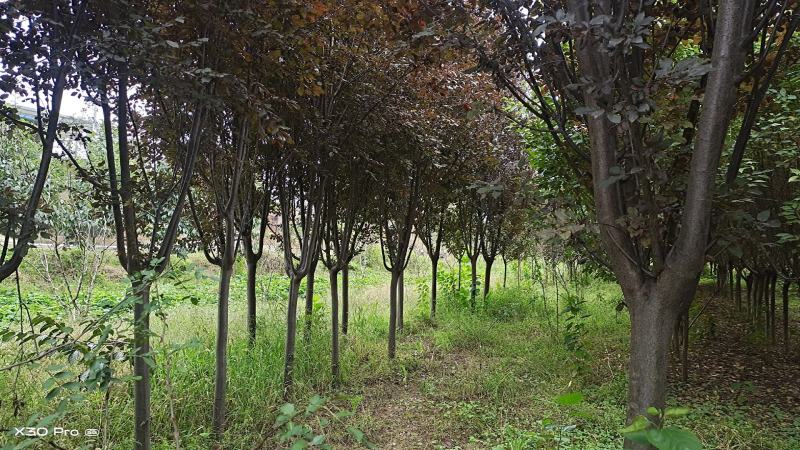8到12公分红叶李和樱花