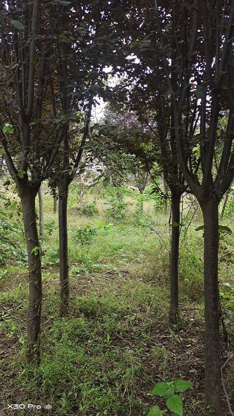 8到12公分红叶李和樱花