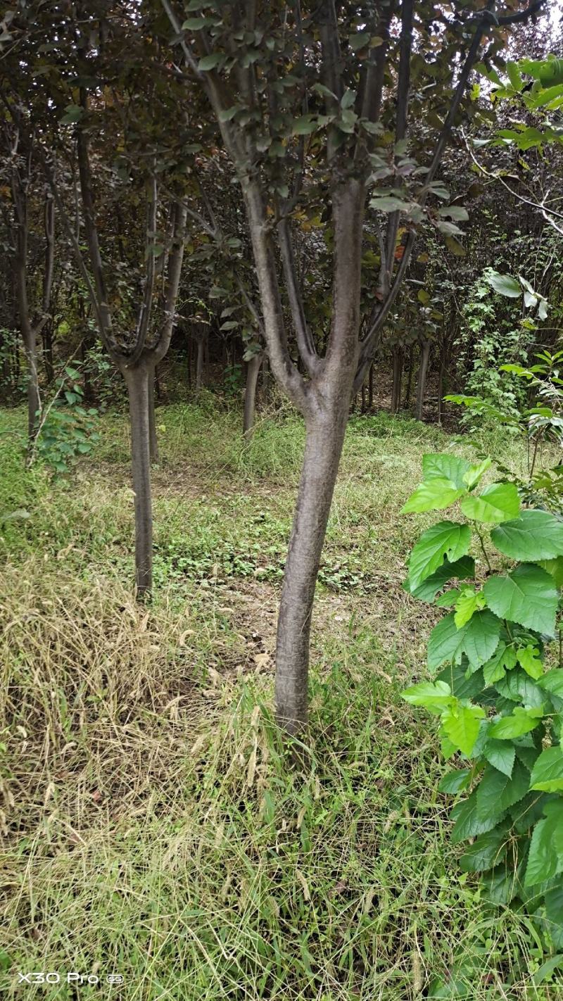 8到12公分红叶李和樱花