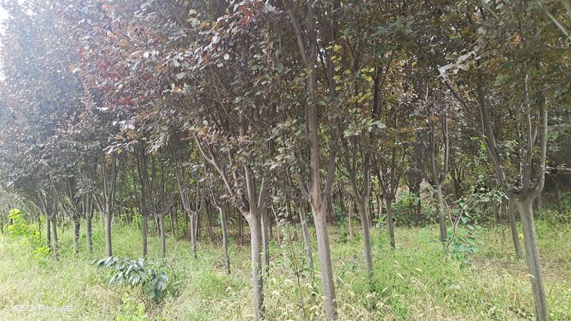 8到12公分红叶李和樱花