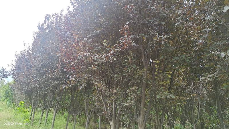 8到12公分红叶李和樱花