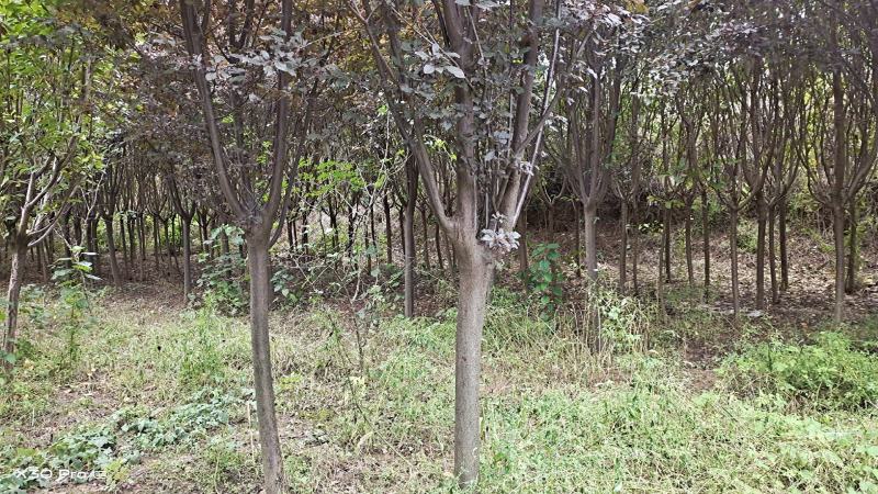 8到12公分红叶李和樱花