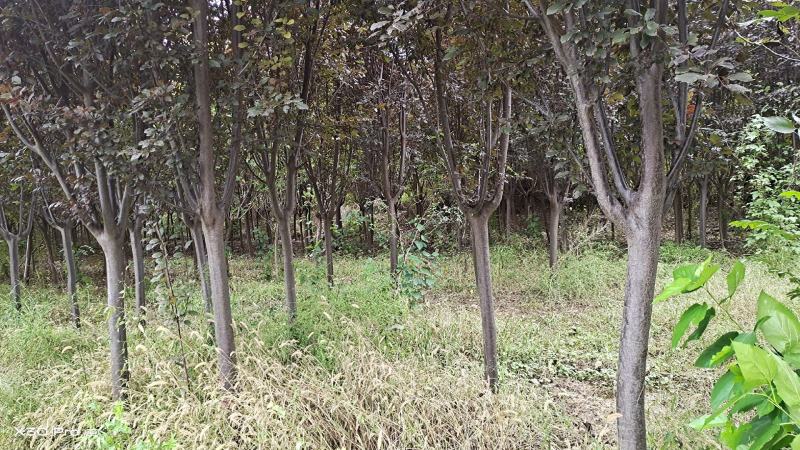 8到12公分红叶李和樱花