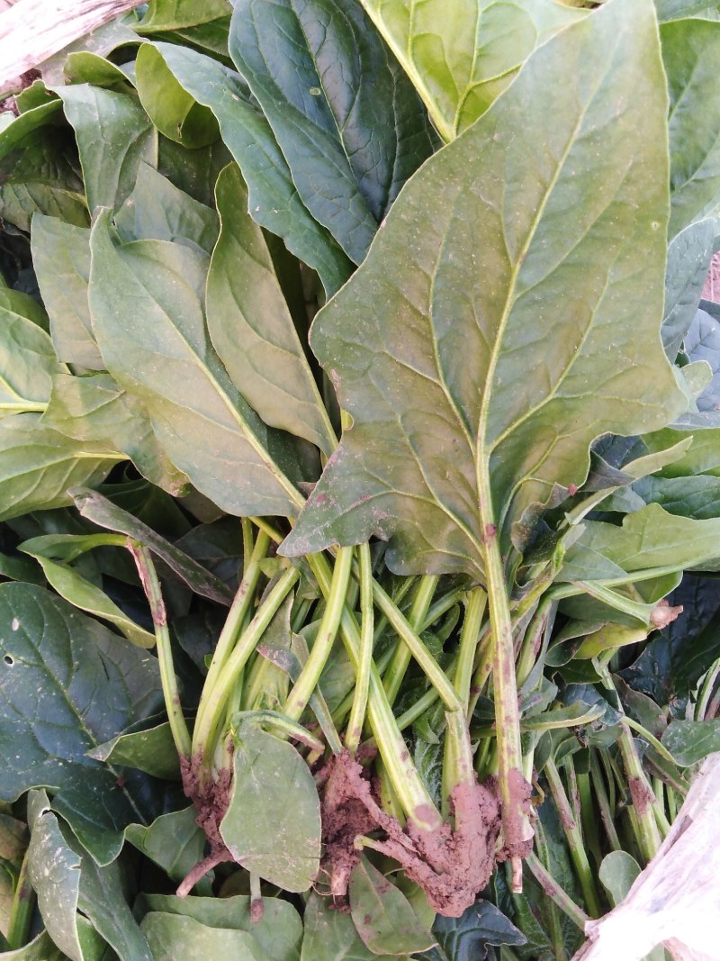 波菜