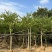 红花紫荆10-15公分大量经营欢迎订购联系我