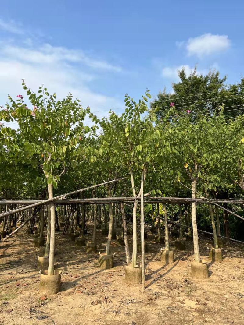 红花紫荆10-15公分大量经营欢迎订购联系我