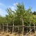 红花紫荆10-15公分大量经营欢迎订购联系我