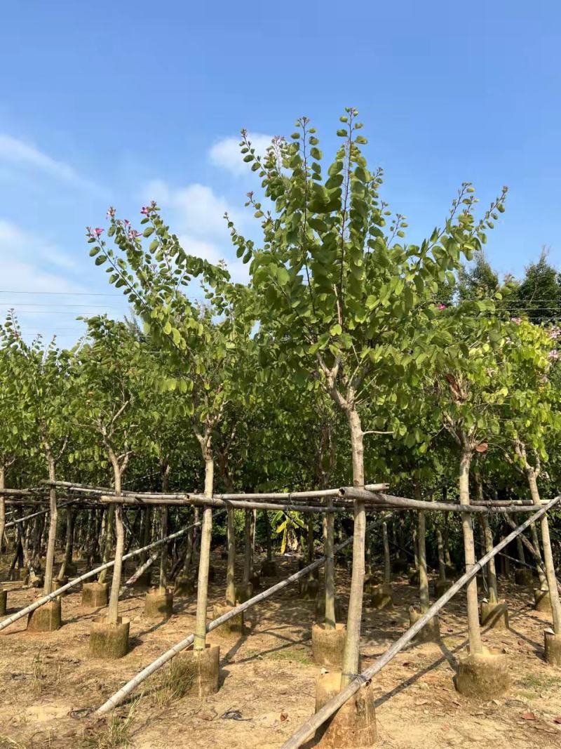 红花紫荆10-15公分大量经营欢迎订购联系我