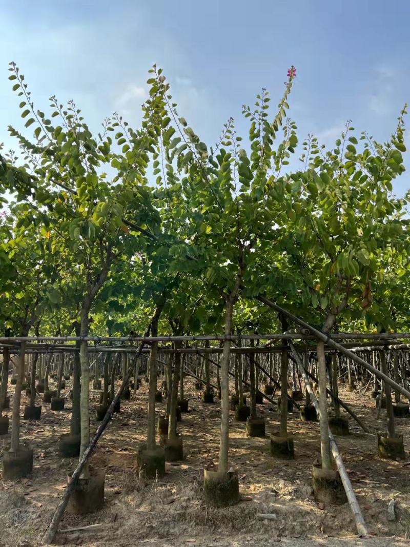 红花紫荆10-15公分大量经营欢迎订购联系我