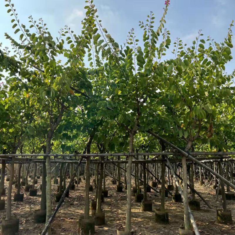 红花紫荆10-15公分大量经营欢迎订购联系我