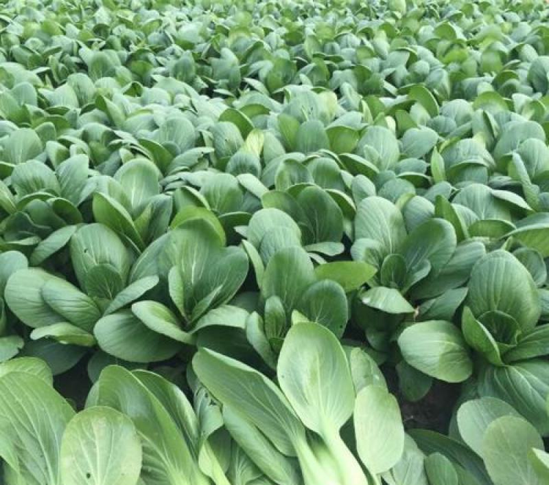 台湾青秀青梗菜种子种籽四季小青菜籽种油菜冬季南方青蔬菜孑