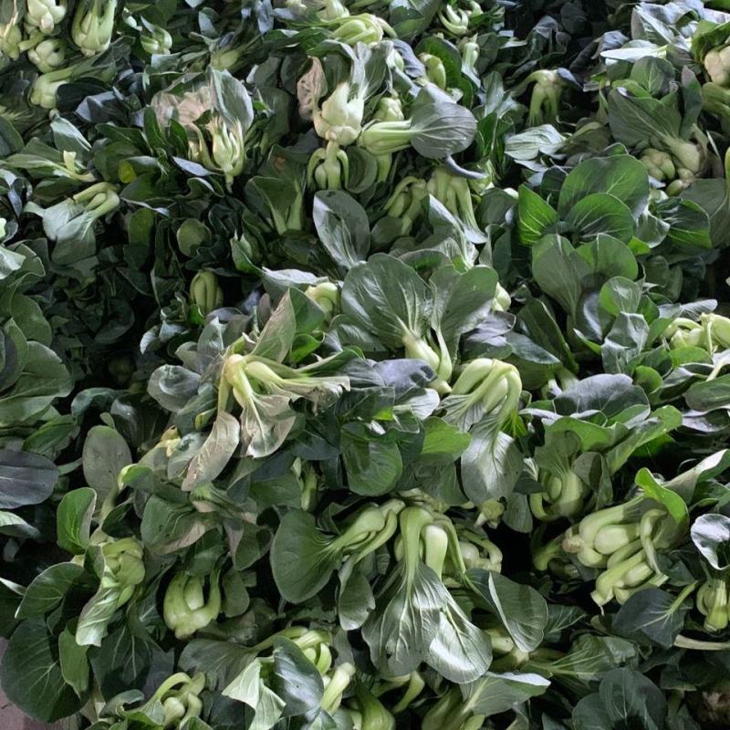 台湾青秀青梗菜种子种籽四季小青菜籽种油菜冬季南方青蔬菜孑