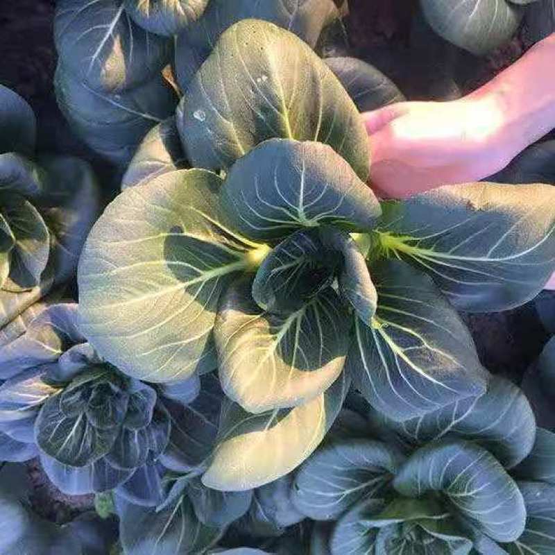 台湾青秀青梗菜种子种籽四季小青菜籽种油菜冬季南方青蔬菜孑