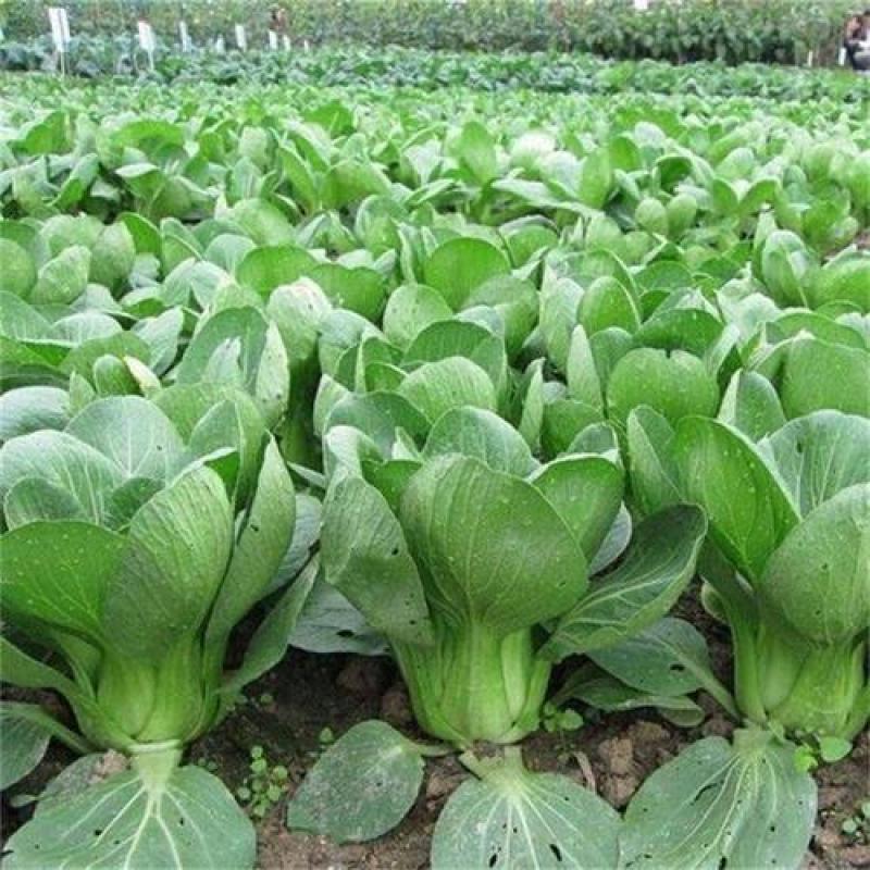 台湾青秀青梗菜种子种籽四季小青菜籽种油菜冬季南方青蔬菜孑