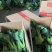 台湾青秀青梗菜种子种籽四季小青菜籽种油菜冬季南方青蔬菜孑
