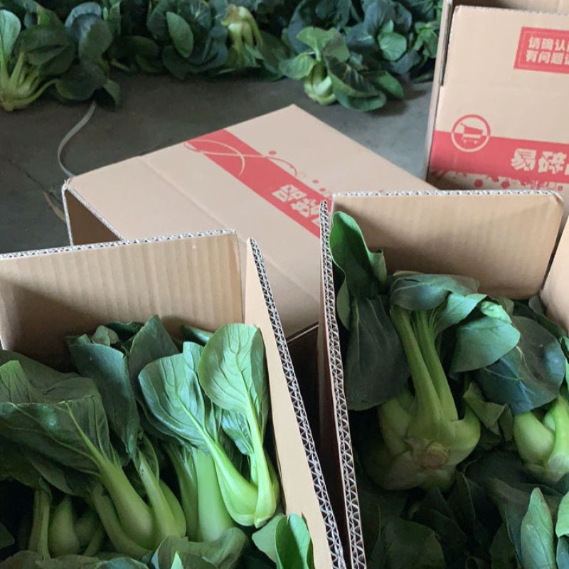 台湾青秀青梗菜种子种籽四季小青菜籽种油菜冬季南方青蔬菜孑