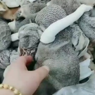 十分熟五香羊杂，羊头，羊肚，心肺肝，肠全套