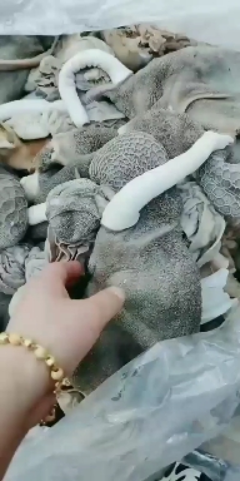 十分熟五香羊杂，羊头，羊肚，心肺肝，肠全套
