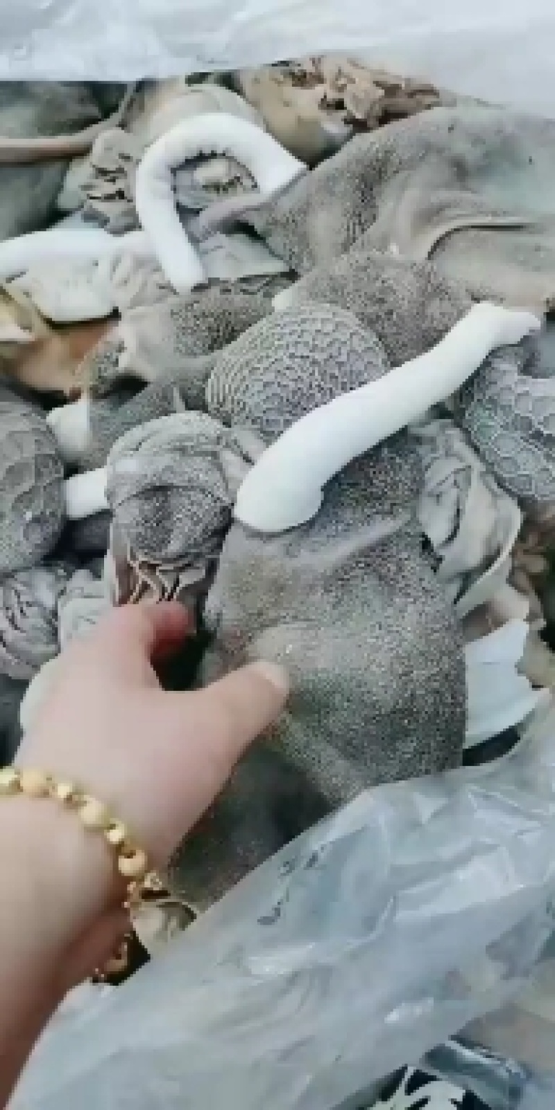 十分熟五香羊杂，羊头，羊肚，心肺肝，肠全套