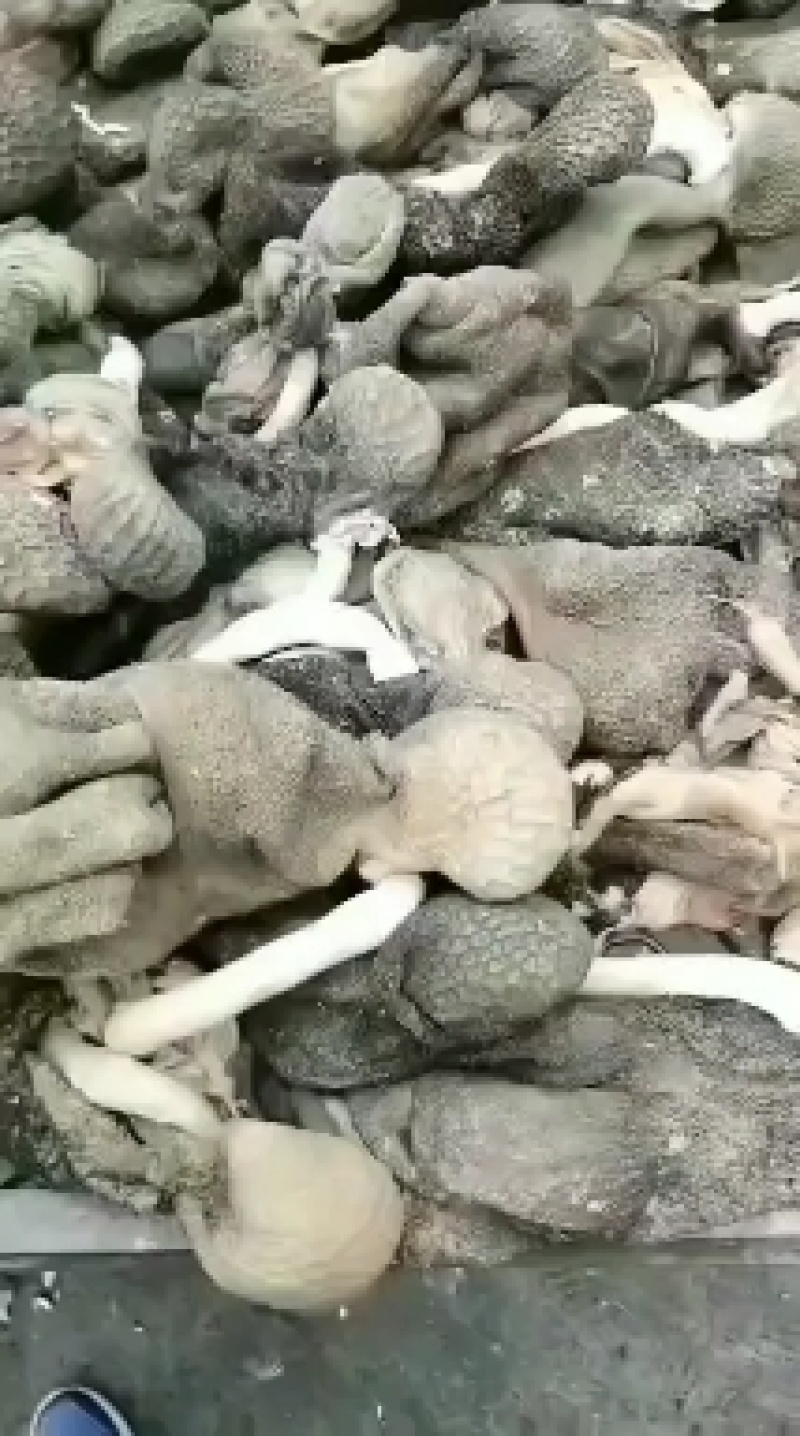 十分熟五香羊杂，羊头，羊肚，心肺肝，肠全套