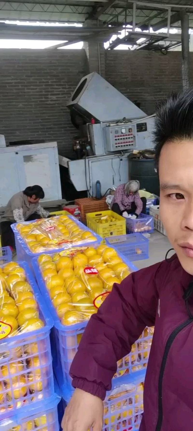 皇帝柑贡柑
