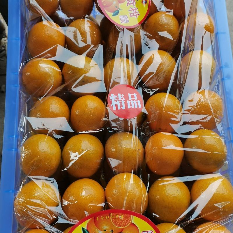 皇帝柑贡柑