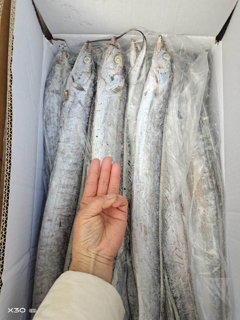 干冰带鱼！没有冰新货净17斤！大中小都有！量大从优！
