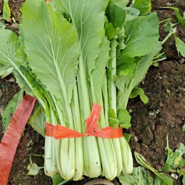 优质小白菜