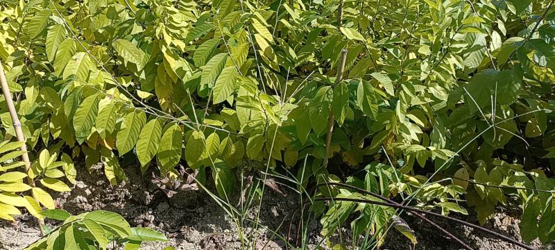 四季释迦果树苗台湾番荔枝苗番鬼荔枝嫁接结果南方种