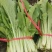 优质小白菜