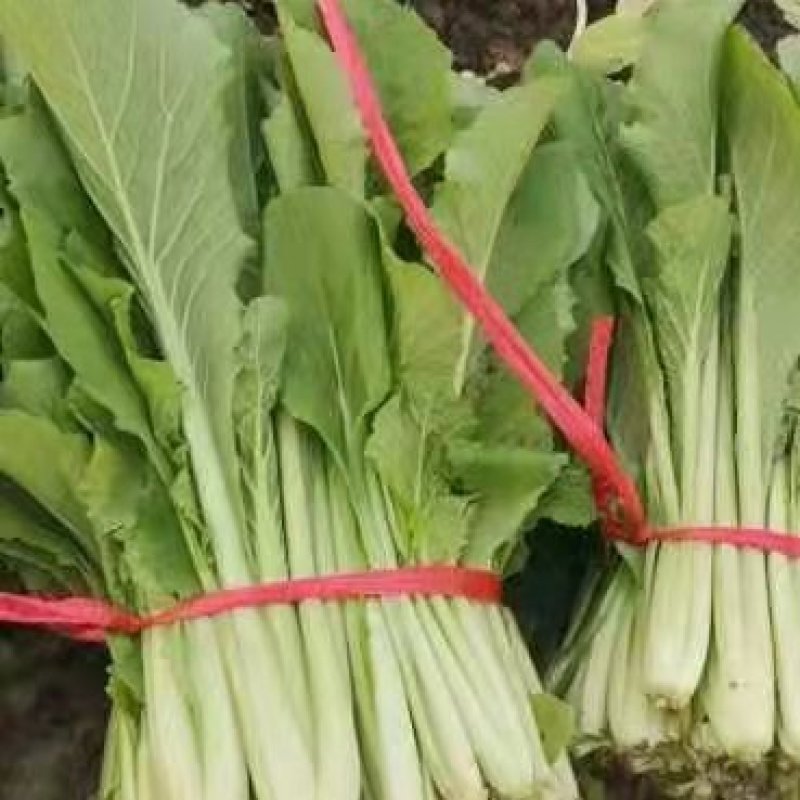 优质小白菜