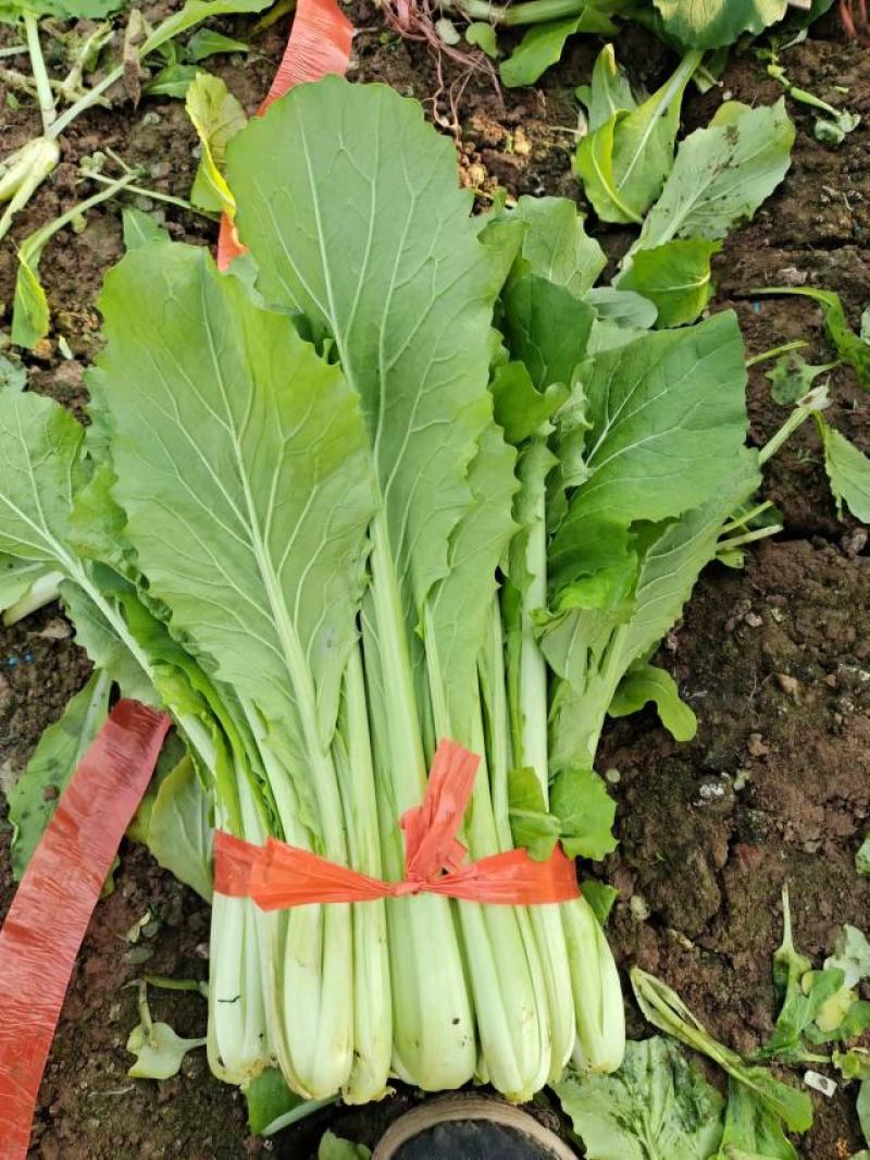 优质小白菜
