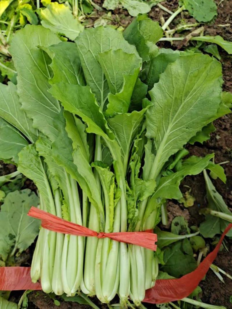 优质小白菜