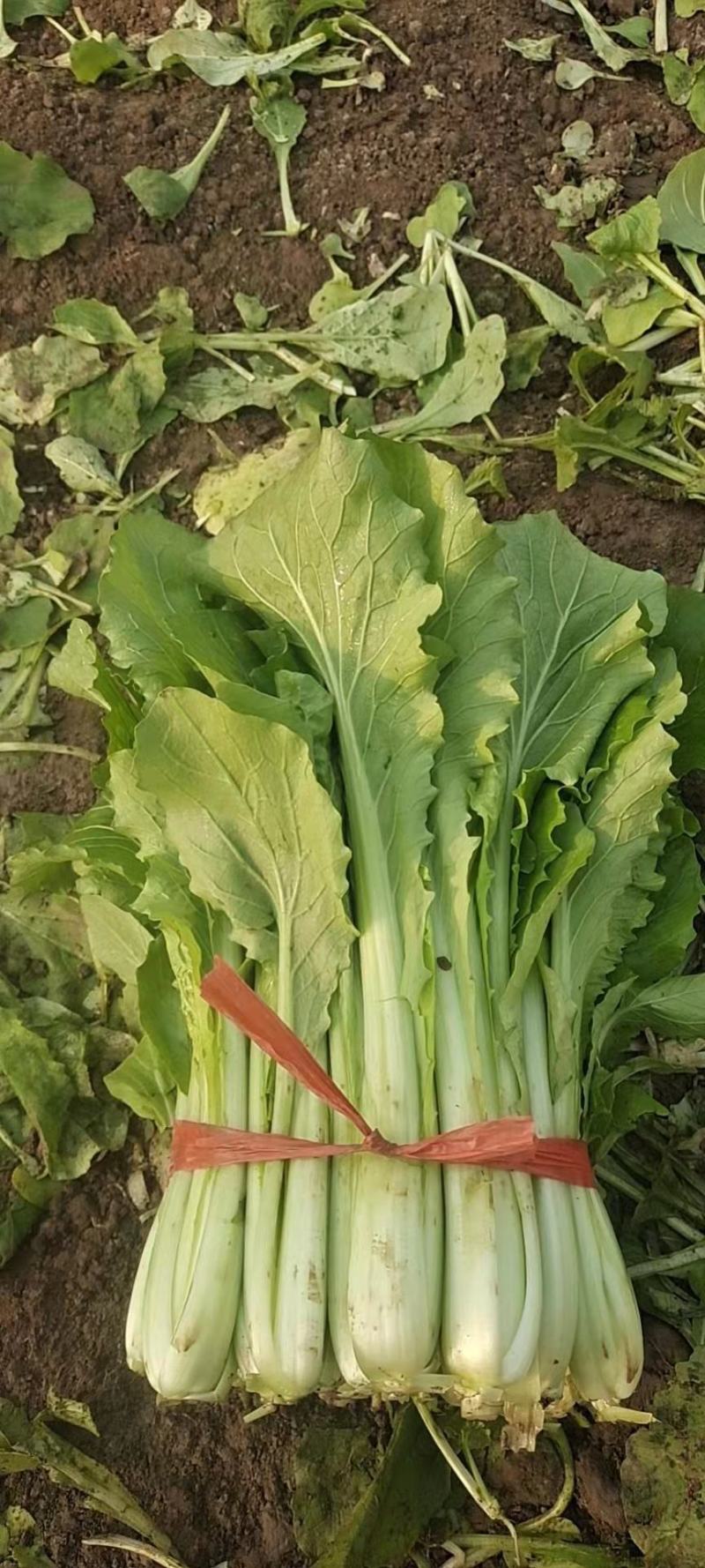 优质小白菜