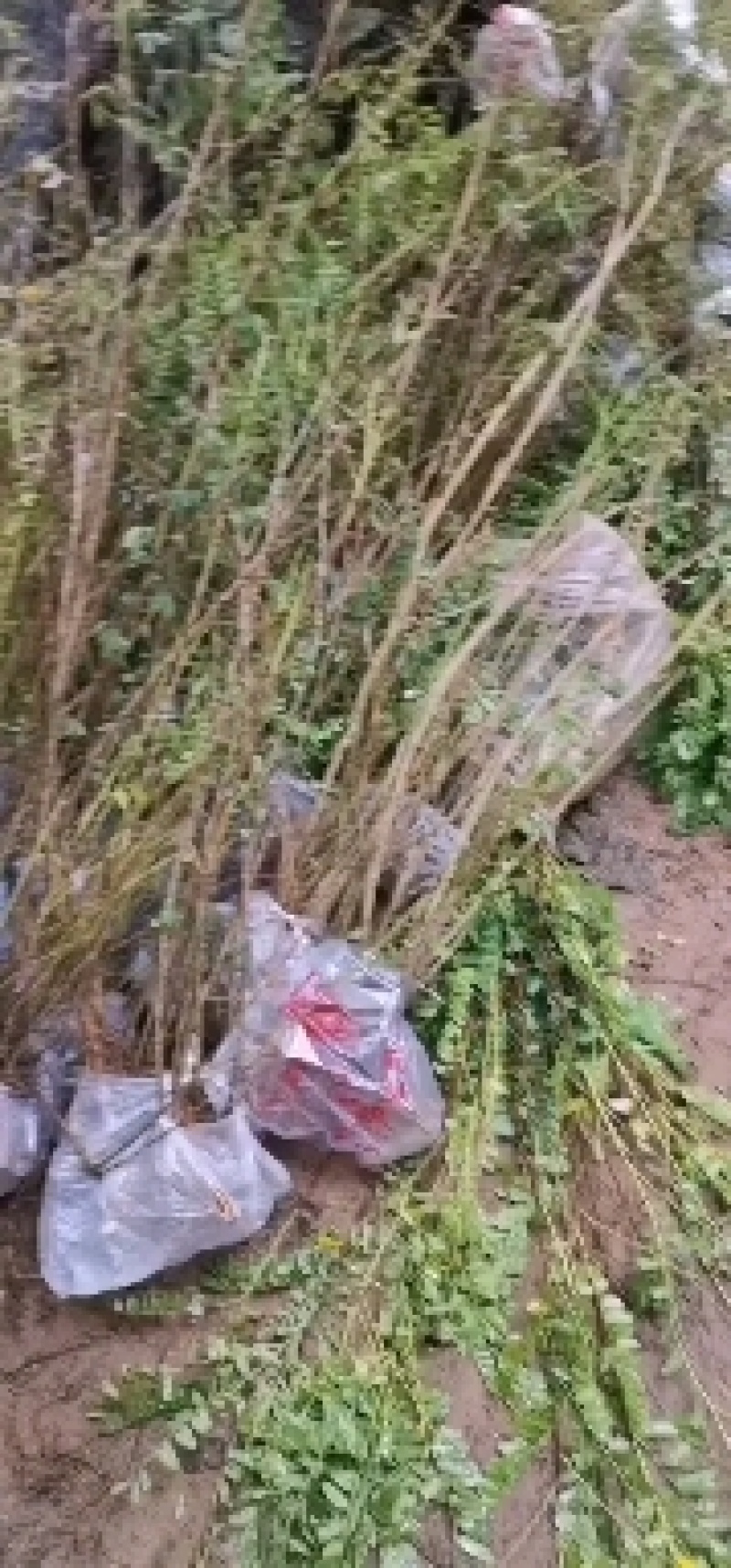 紫惠槐，紫惠槐袋苗各种规格现在大量出售。