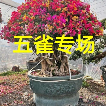 五雀三角梅多色三角梅三角梅盆景勒杜鹃九重葛叶子花