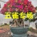 五雀三角梅多色三角梅三角梅盆景勒杜鹃九重葛叶子花