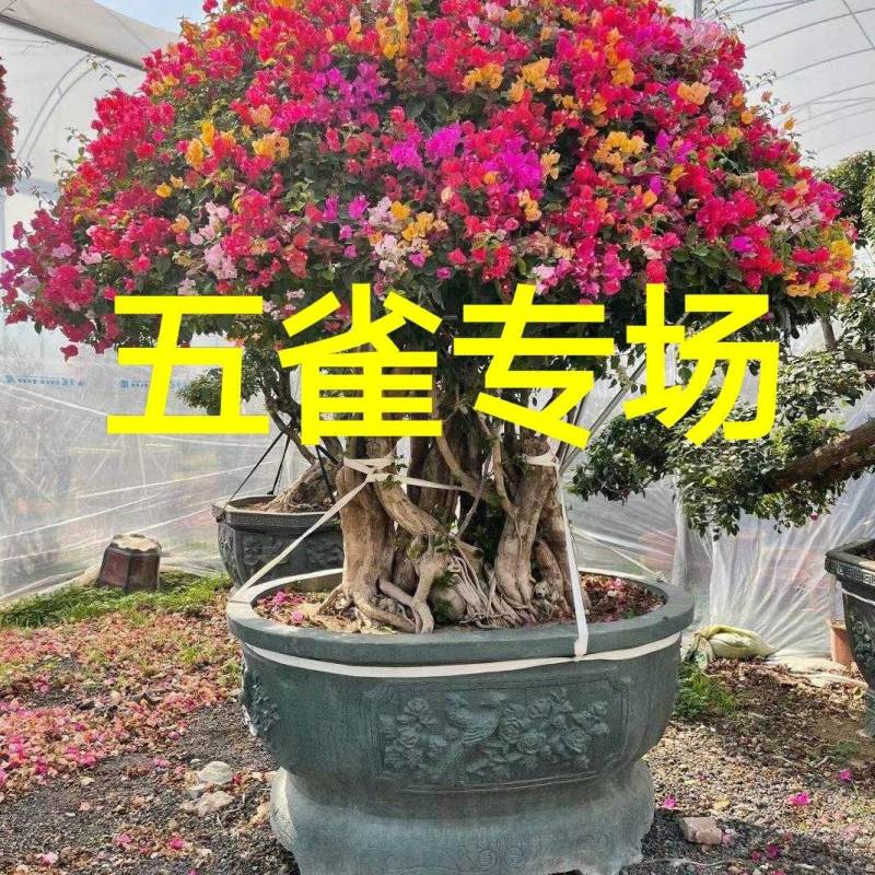 五雀三角梅多色三角梅三角梅盆景勒杜鹃九重葛叶子花