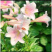 【包邮香水百合种球】带芽百合种球24.9元10个包邮到家