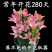 【包邮香水百合种球】带芽百合种球24.9元10个包邮到家