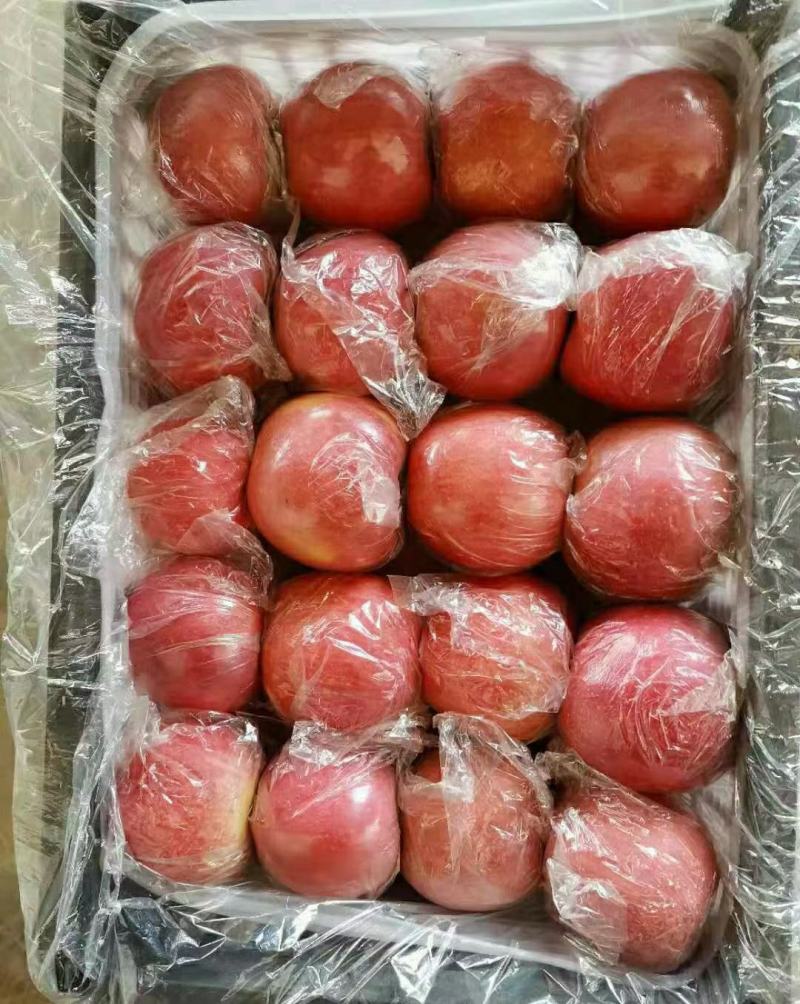 大量供应山西运城万荣临猗优质膜袋，纸加膜冰糖心红富士苹果
