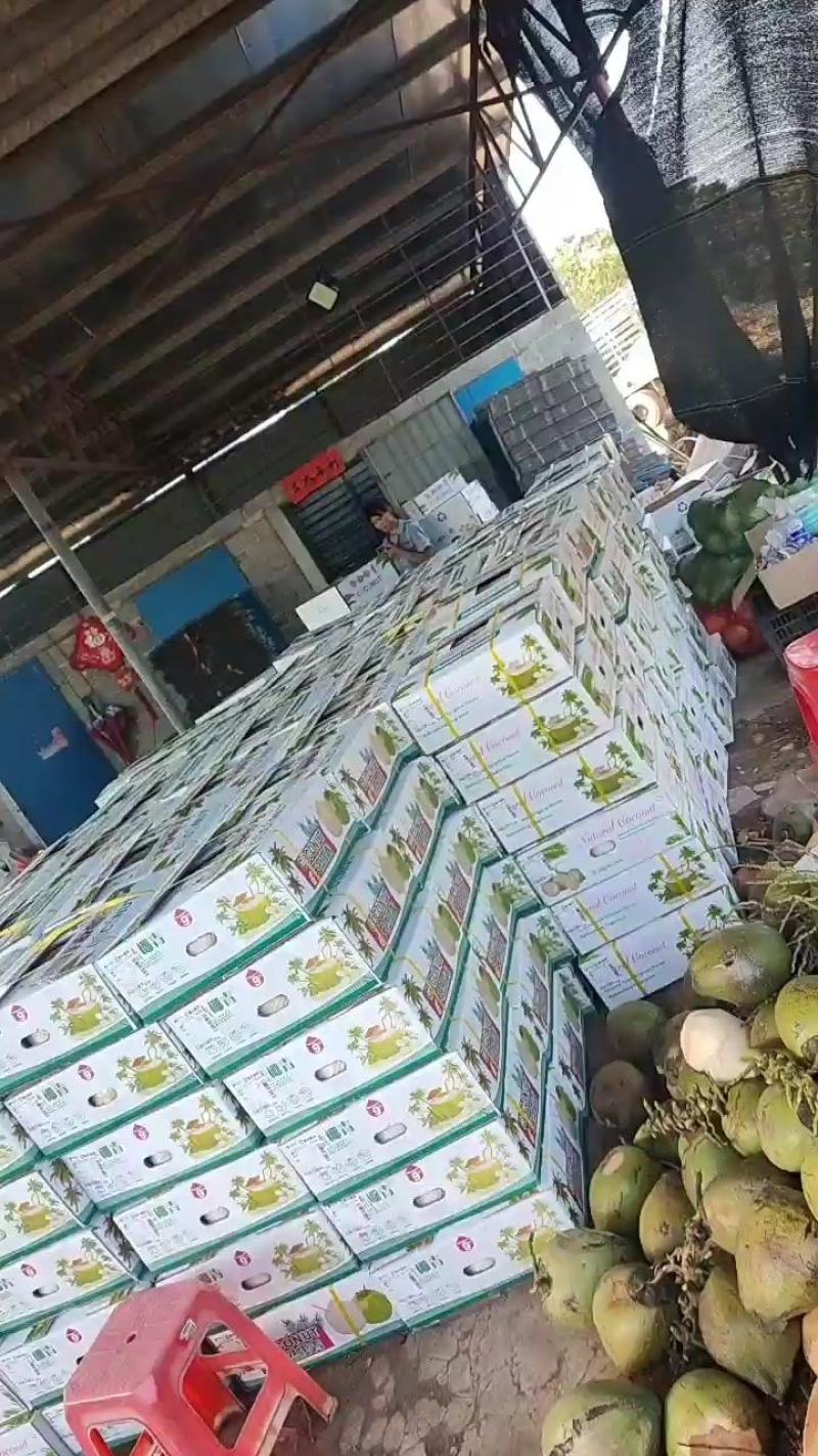 海南文昌椰子青承接各种平台质量保证