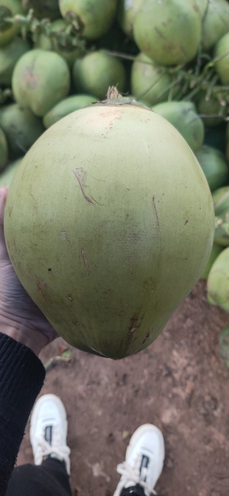 海南文昌椰子青承接各种平台质量保证