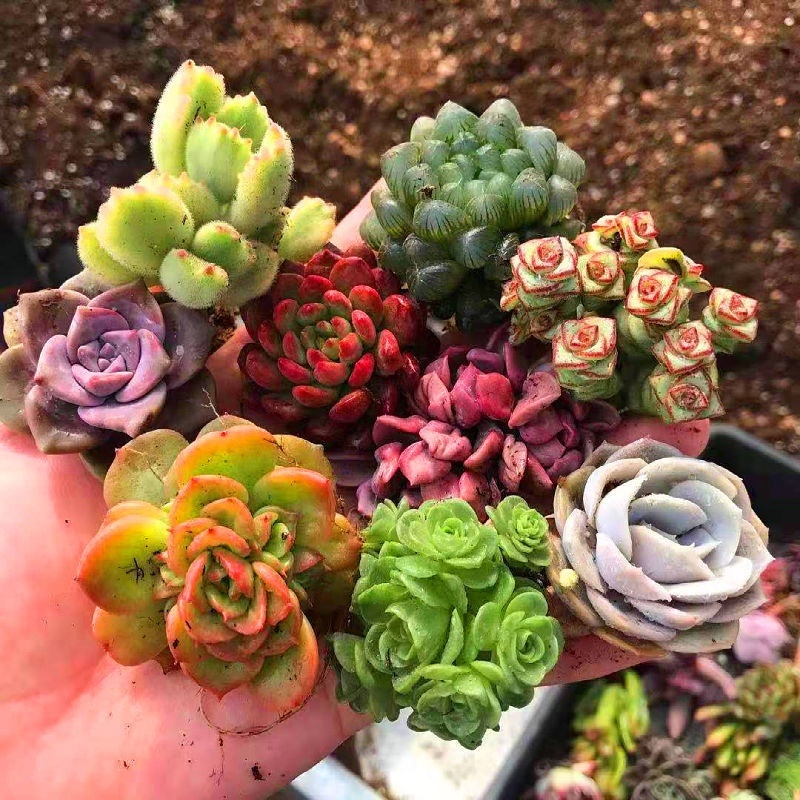 【包邮多肉植物】30元30颗30个品种多肉包邮到家