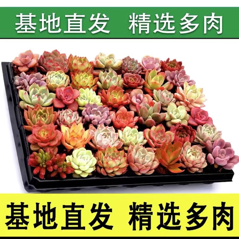 【包邮多肉植物】30元30颗30个品种多肉包邮到家